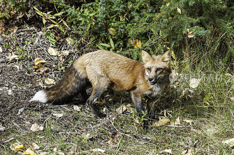 赤狐(Vulpes Vulpes)是食肉目哺乳动物。它是陆地上食肉动物中分布最广的，原产于加拿大、阿拉斯加、几乎所有邻近的美国、欧洲和北非